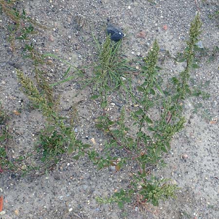 Chenopodium striatiforme \ Kleinbl�ttriger G�nsefu� / False Striped Goosefoot, D Mannheim 29.9.2015