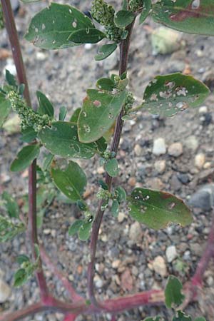 Chenopodium striatiforme \ Kleinbl�ttriger G�nsefu� / False Striped Goosefoot, D Mannheim 29.9.2015
