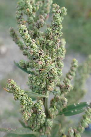Chenopodium striatiforme \ Kleinbl�ttriger G�nsefu� / False Striped Goosefoot, D Mannheim 29.9.2015