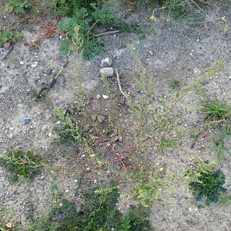 Chenopodium striatiforme \ Kleinbl�ttriger G�nsefu� / False Striped Goosefoot, D Mannheim 29.9.2015