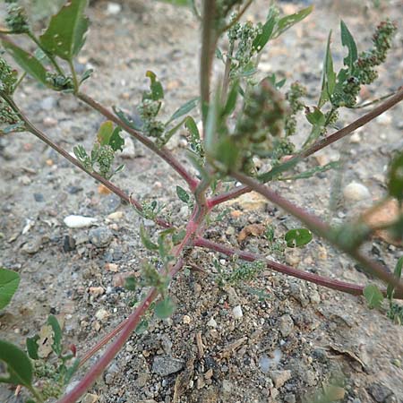 Chenopodium striatiforme \ Kleinbl�ttriger G�nsefu� / False Striped Goosefoot, D Mannheim 29.9.2015