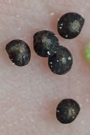 Chenopodium suecicum \ Gr�ner G�nsefu�, Schwedischer G�nsefu� / Swedish Goosefoot, D Laudenbach am Main 17.9.2016