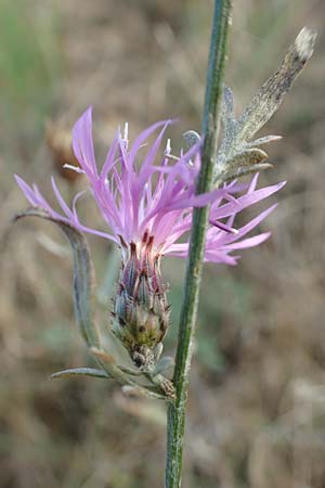 Centaurea australis, Southern Spotted Knapweed