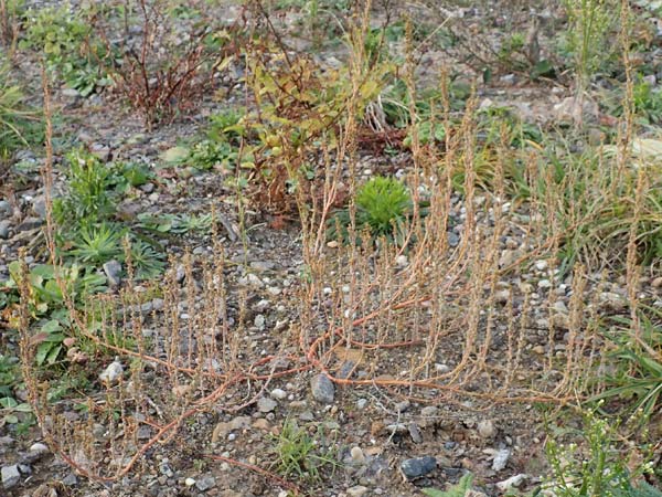 Chenopodium striatiforme \ Kleinbl�ttriger G�nsefu� / False Striped Goosefoot, D Hassloch 1.11.2016