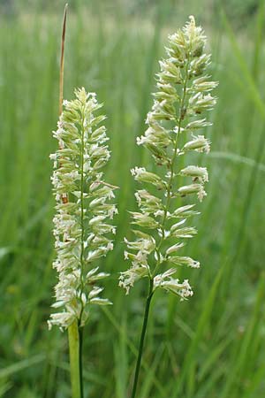 Cynosurus cristatus \ Wiesen-Kammgras, D Odenwald, Reichelsheim 16.6.2017