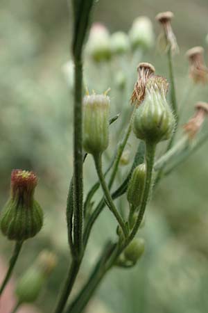 Erigeron sumatrensis \ Sumatra-Katzenschweif, Wei�es Berufkraut / Tall Fleabane, D Heppenheim 7.9.2017