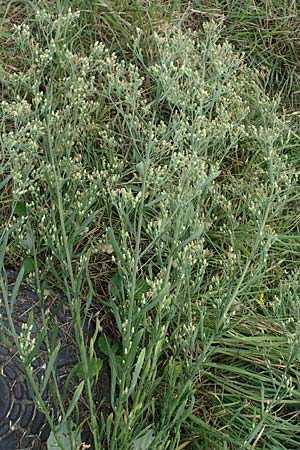 Erigeron sumatrensis \ Sumatra-Katzenschweif, Wei�es Berufkraut / Tall Fleabane, D Heppenheim 7.9.2017