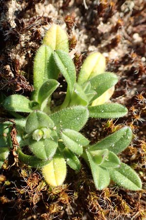 Cerastium semidecandrum \ Sand-Hornkraut, D Schwetzingen 25.3.2018
