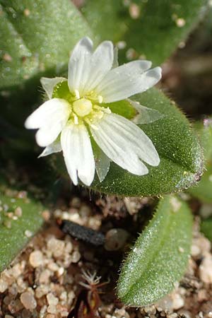 Cerastium semidecandrum \ Sand-Hornkraut, D Schwetzingen 25.3.2018