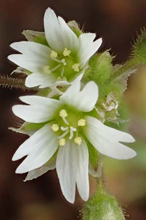 Cerastium semidecandrum \ Sand-Hornkraut, D Schwetzingen 9.4.2018