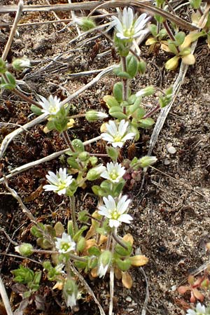 Cerastium semidecandrum \ Sand-Hornkraut, D Schwetzingen 9.4.2018