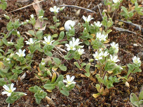 Cerastium semidecandrum \ Sand-Hornkraut, D Schwetzingen 9.4.2018
