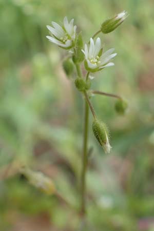 Cerastium semidecandrum \ Sand-Hornkraut, D Br&uuml;hl bei Mannheim 12.4.2018