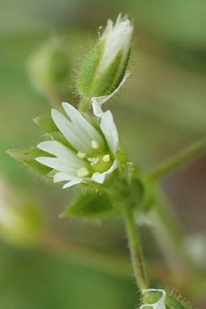 Cerastium semidecandrum \ Sand-Hornkraut, D Br&uuml;hl bei Mannheim 12.4.2018