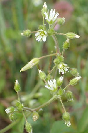 Cerastium semidecandrum \ Sand-Hornkraut, D Br&uuml;hl bei Mannheim 12.4.2018