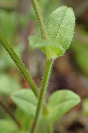Cerastium semidecandrum \ Sand-Hornkraut, D Br&uuml;hl bei Mannheim 12.4.2018