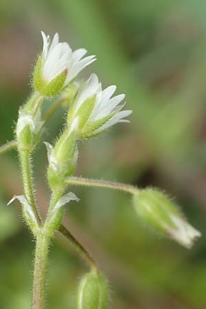 Cerastium semidecandrum \ Sand-Hornkraut, D Br&uuml;hl bei Mannheim 12.4.2018