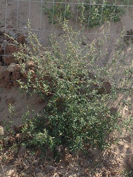 Chenopodium striatiforme \ Kleinbl�ttriger G�nsefu� / False Striped Goosefoot, D Mannheim 16.9.2018
