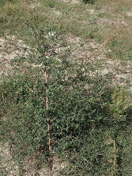 Chenopodium striatiforme \ Kleinbl�ttriger G�nsefu� / False Striped Goosefoot, D Mannheim 16.9.2018