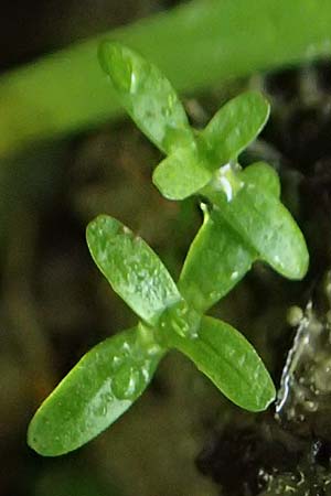 Callitriche stagnalis \ Teich-Wasserstern / Pond Water Starwort, D Sachsenheim-H&auml;fnerhaslach 4.10.2018
