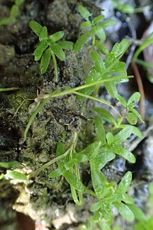 Callitriche stagnalis \ Teich-Wasserstern / Pond Water Starwort, D Sachsenheim-H&auml;fnerhaslach 4.10.2018