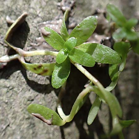 Callitriche stagnalis \ Teich-Wasserstern / Pond Water Starwort, D Sachsenheim-H&auml;fnerhaslach 4.10.2018