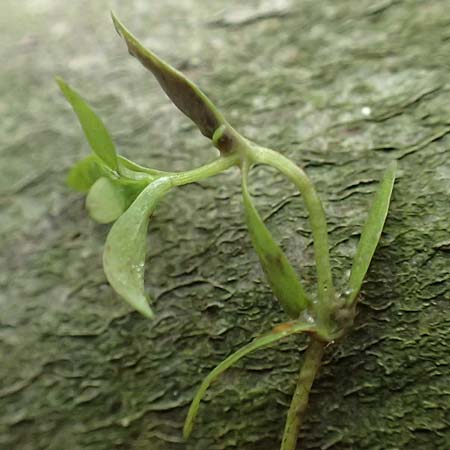 Callitriche stagnalis \ Teich-Wasserstern / Pond Water Starwort, D Sachsenheim-H&auml;fnerhaslach 4.10.2018