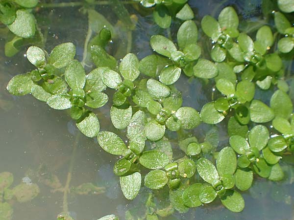 Callitriche stagnalis \ Teich-Wasserstern / Pond Water Starwort, D Sachsenheim-H&auml;fnerhaslach 11.9.2019