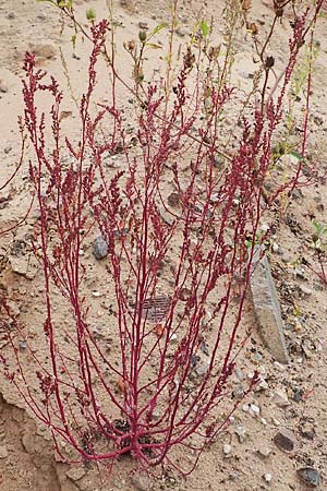 Chenopodium striatiforme \ Kleinbl�ttriger G�nsefu� / False Striped Goosefoot, D Mannheim 15.10.2019
