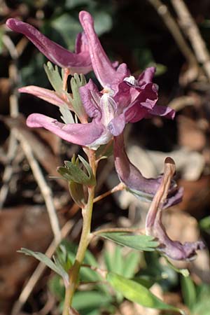 Corydalis solida \ Fester Lerchensporn, Gefingerter Lerchensporn / Bird in a Bush, D Weinheim an der Bergstra&szlig;e 31.3.2020