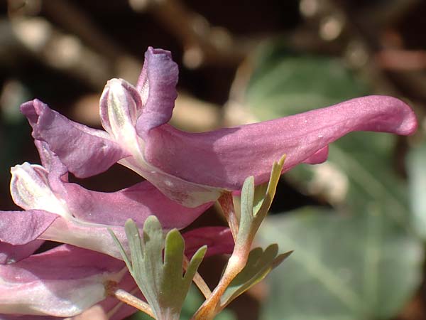 Corydalis solida \ Fester Lerchensporn, Gefingerter Lerchensporn / Bird in a Bush, D Weinheim an der Bergstra&szlig;e 31.3.2020