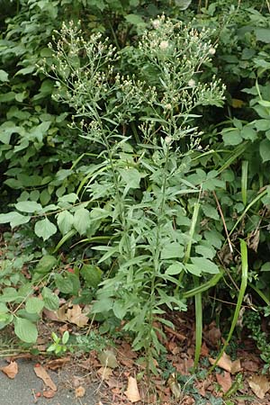 Erigeron sumatrensis \ Sumatra-Katzenschweif, Wei�es Berufkraut / Tall Fleabane, D Bochum 9.9.2020