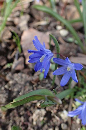 Scilla sardensis \ Sardes-Schneeglanz, Dunkle Sternhyazinthe / Sardes Glory of the Snow, D Ludwigshafen 18.3.2021