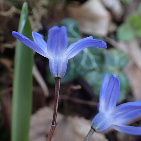 Scilla sardensis \ Sardes-Schneeglanz, Dunkle Sternhyazinthe / Sardes Glory of the Snow, D Mannheim-Pfingstberg 24.3.2021