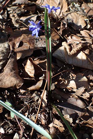 Scilla sardensis \ Sardes-Schneeglanz, Dunkle Sternhyazinthe / Sardes Glory of the Snow, D Ludwigshafen 24.3.2021