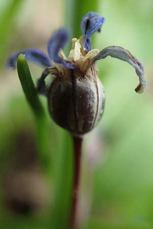 Scilla sardensis \ Sardes-Schneeglanz, Dunkle Sternhyazinthe / Sardes Glory of the Snow, D Ludwigshafen 7.4.2021
