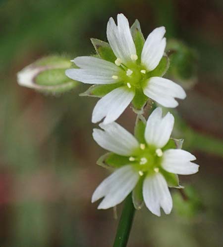 Cerastium semidecandrum \ Sand-Hornkraut, D Viernheim 9.5.2021