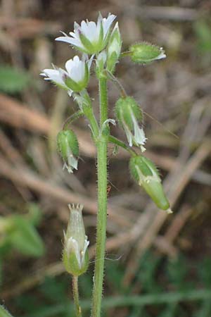 Cerastium semidecandrum \ Sand-Hornkraut, D Viernheim 9.5.2021