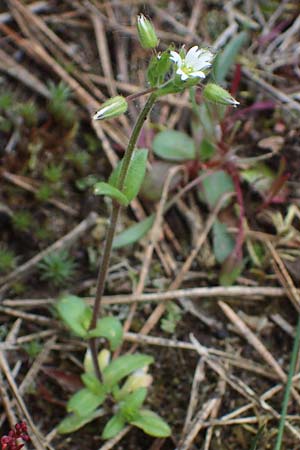 Cerastium semidecandrum \ Sand-Hornkraut, D Viernheim 9.5.2021