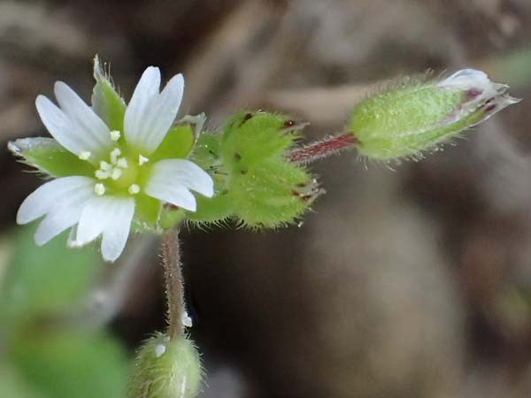 Cerastium semidecandrum \ Sand-Hornkraut, D Viernheim 9.5.2021