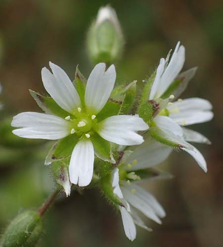 Cerastium semidecandrum \ Sand-Hornkraut, D Viernheim 9.5.2021