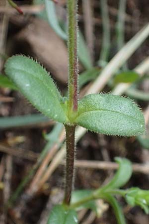 Cerastium semidecandrum \ Sand-Hornkraut, D Viernheim 9.5.2021