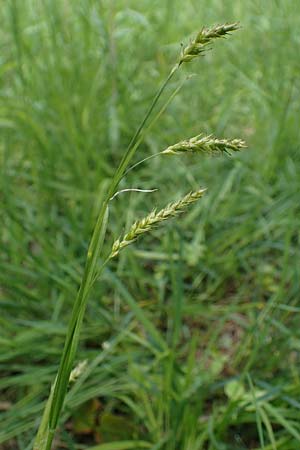 Carex sylvatica, Wood Sedge