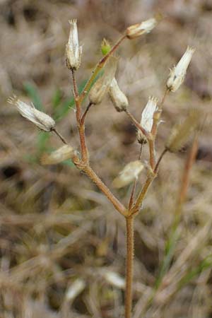 Cerastium semidecandrum \ Sand-Hornkraut, D Hockenheim 8.6.2021