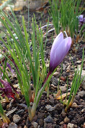 Crocus sativus / Saffron Crocus, D Botan. Gar.  Universit.  Heidelberg 23.10.2021