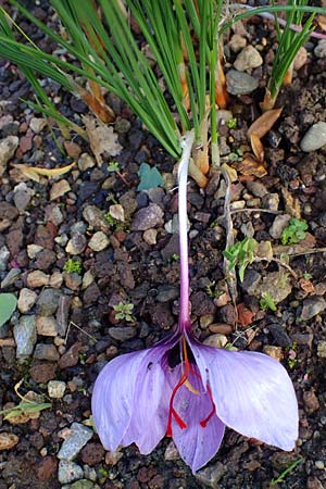 Crocus sativus / Saffron Crocus, D Botan. Gar.  Universit.  Heidelberg 23.10.2021