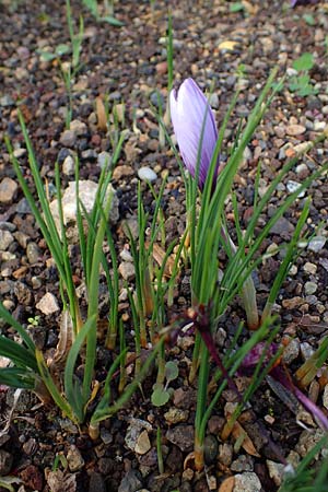 Crocus sativus / Saffron Crocus, D Botan. Gar.  Universit.  Heidelberg 23.10.2021