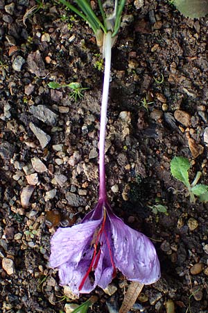 Crocus sativus / Saffron Crocus, D Botan. Gar.  Universit.  Heidelberg 23.10.2021