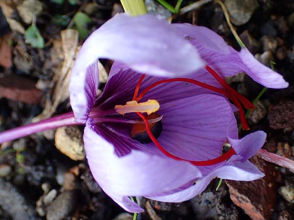 Crocus sativus / Saffron Crocus, D Botan. Gar.  Universit.  Heidelberg 23.10.2021