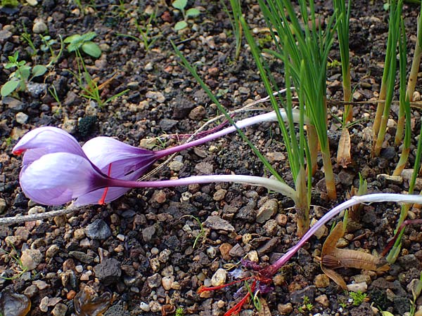 Crocus sativus / Saffron Crocus, D Botan. Gar.  Universit.  Heidelberg 23.10.2021